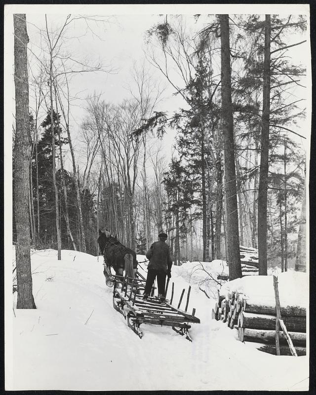 Littleton, N.H., Farmer drives his sled into woods to haul out logs for