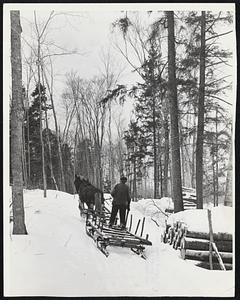 Littleton, N.H., Farmer drives his sled into woods to haul out logs for fuel.