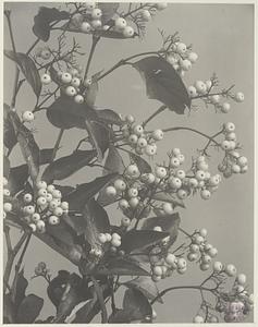 348. Cornus paniculata, panicled dogwood