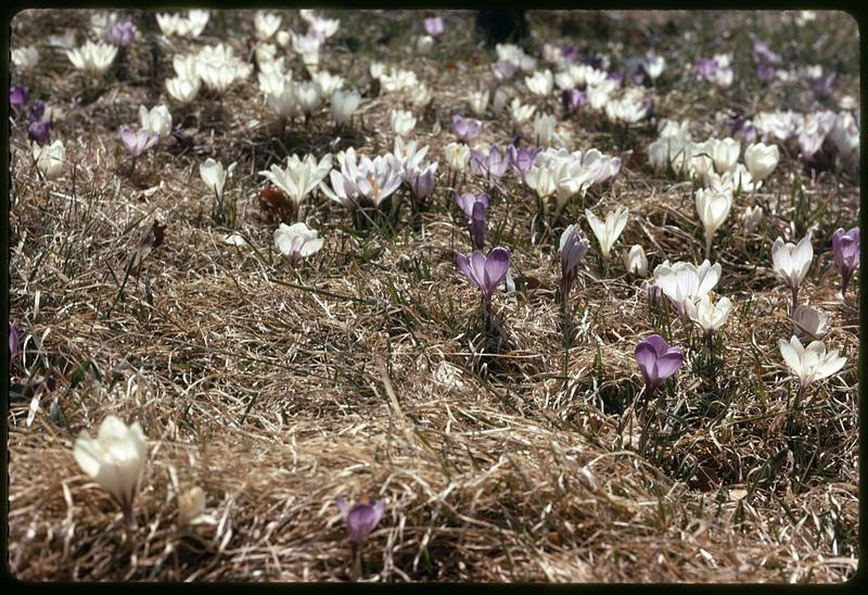 Crocuses