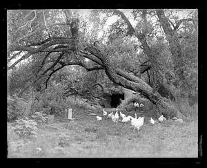 A tire swing suspended from a tree above a flock of chickens