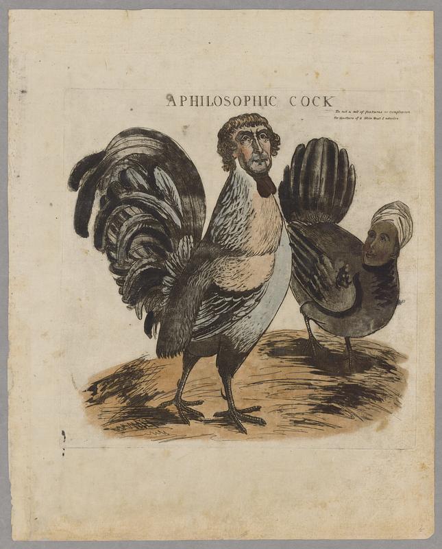 A philosophic cock