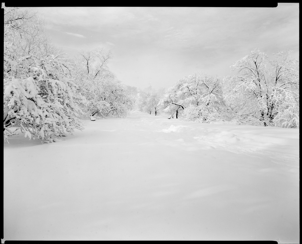 Arnold Arboretum, snow view