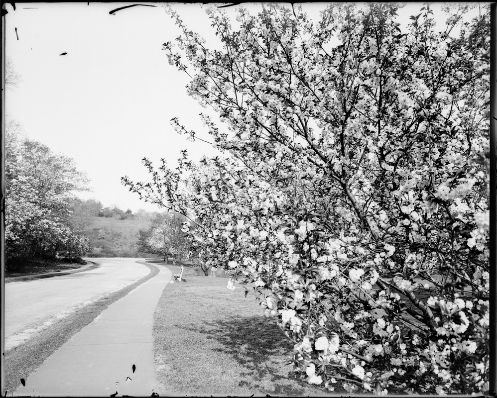 Arnold Arboretum, cherry blossom near pond