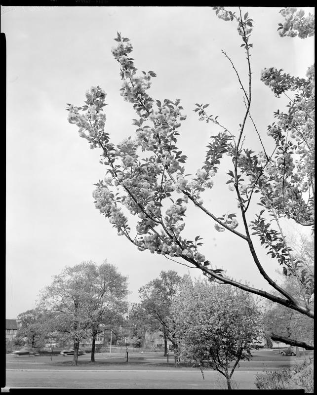 Arnold Arboretum, large buds