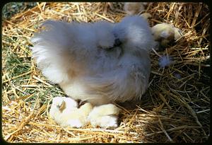 Hen and chicks