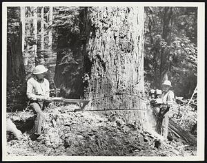 Lumber. Washington State.