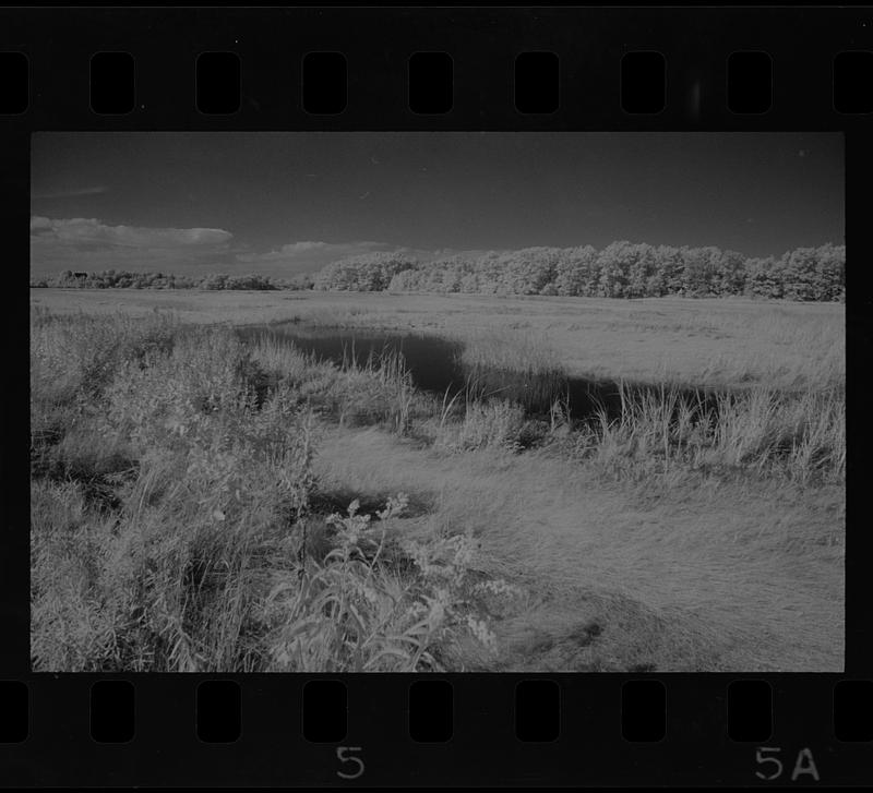 Plum Island marshes