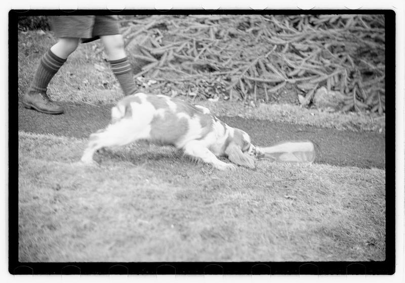 Idahurst Kennels