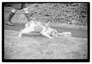 Idahurst Kennels