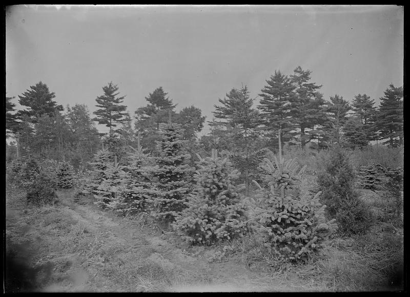 Evergreens, mixed in nursery