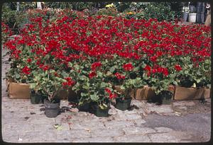 Market flowers