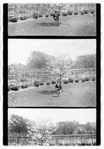 Unidentified boy standing next to a flowering tree, Boston