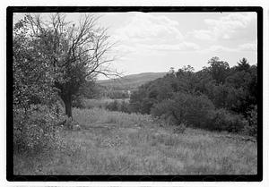 Trees and bushes