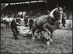 Bill Rogers of Turnbridge in horse pulling contest - Turnbridge Fair