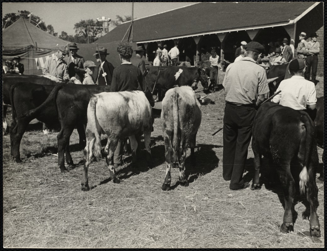 Maine county fair Digital Commonwealth