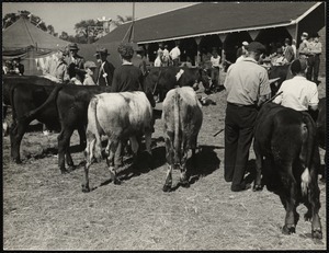 Maine county fair