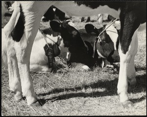 Maine county fair