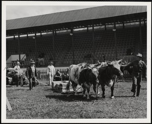 Olin Maxham - Woodstock, Vt. ox pulling Turnbridge, Vt. - Worlds Fair