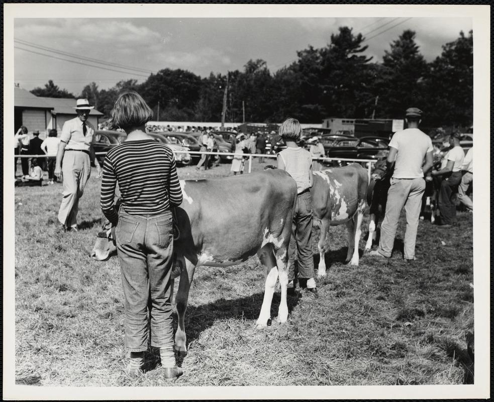 Cattle judging Windsor, Maine, fair