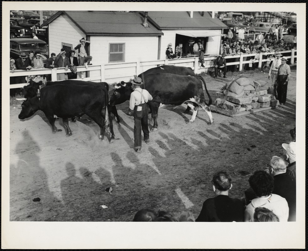 P.A. Fogg + son, Casco, Maine Windsor, Maine, fair