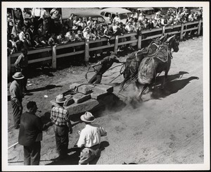 Charles Coudon - Waldobors, Maine horse pulling Windsor, Maine, fair