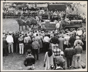 Horse pulling contest Sandwich Fair, N.H.