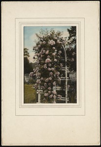 Garden at home of Charles & Lucy Sears