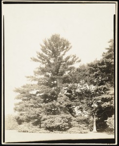 Ventfort Hall: trees