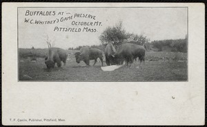Buffaloes at W.C. Whitney's game preserve, October Mt., Pittsfield Mass.