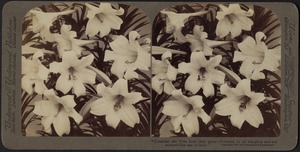 "Consider the lilies how they grow - Solomon in all his glory was not arrayed like one of these"
