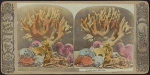Corals and shells