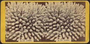 Coral