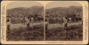 A plantation, native workers, and refugees from La Souffriere's eruptions - between Georgetown and Kingstown, St. Vincent, W.I.