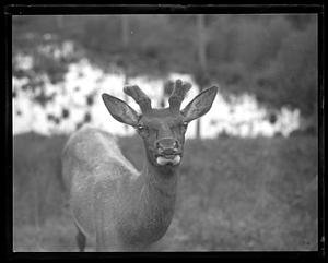 Young elk