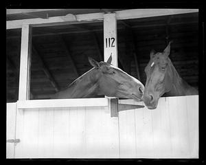 Two horses in a stall numbered 112