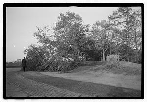 Uprooted trees