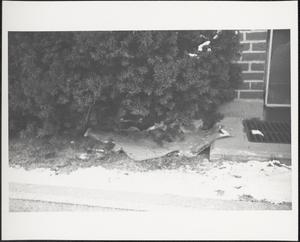 Litter among hedges
