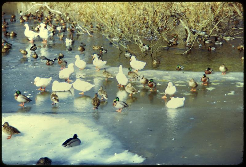 Sandwich, Mass. Birds winter in pollution-free millpond in Sandwich (about 65 miles from Boston on Cape Cod)