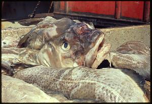 Fish head on top of pile of fish