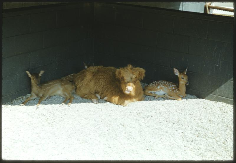 Animals laying in the shade, Franklin Park Zoo