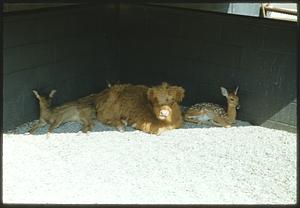 Animals laying in the shade, Franklin Park Zoo