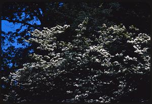 Close view of treetop with white flowers, Arnold Arboretum, Boston