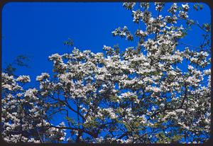 Branches with white flowers against blue sky, Arnold Arboretum, Boston