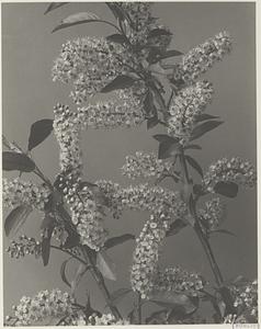 72. Prunus virginiana, choke-cherry