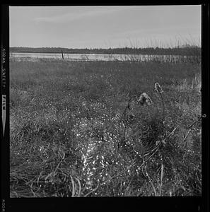 Newbury marshes