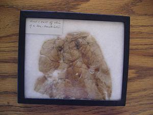 Mottled snakeskin in box