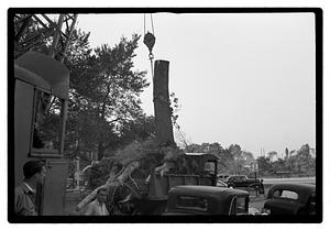 Tree removal
