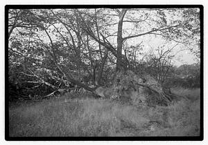 Damaged tree