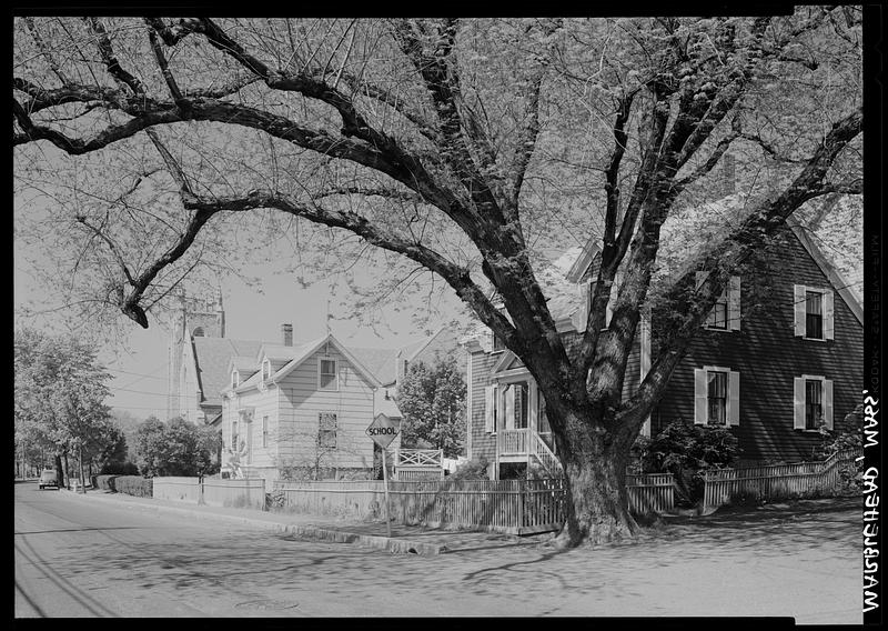 Marblehead, tree, Atlantic Ave.